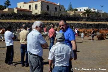 Muestra de ganado de las fiestas del patrono de Telde (Foto  Francisco Javier Santana)